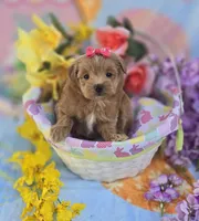 Jelly, a female Morkie for sale in Scottsville, VA – Photo 1 of 6