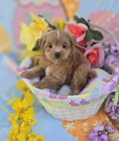 Jelly, a female Morkie for sale in Scottsville, VA – Photo 6 of 6