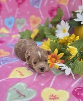 Jelly, a female Morkie for sale in Scottsville, VA – Photo 2 of 4