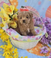 Jelly, a female Morkie for sale in Scottsville, VA – Photo 4 of 6