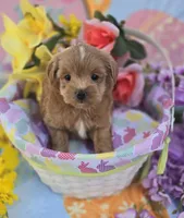 Jelly, a female Morkie for sale in Scottsville, VA – Photo 5 of 6