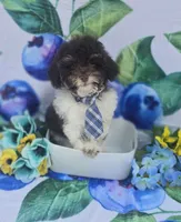 Keebler , a male Havapoo for sale in Scottsville, VA – 2 of 5