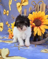 Paisyn , a female Havapoo for sale in Scottsville, VA – 2 of 5