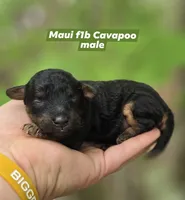 Maui, a male Cavapoo for sale in Scottsville, VA – 1 of 1