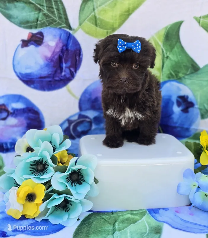 Nuria – Maltipoo puppy for sale in Scottsville, VA