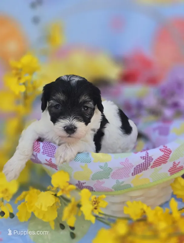 Marble – Maltipoo puppy for sale in Scottsville, VA