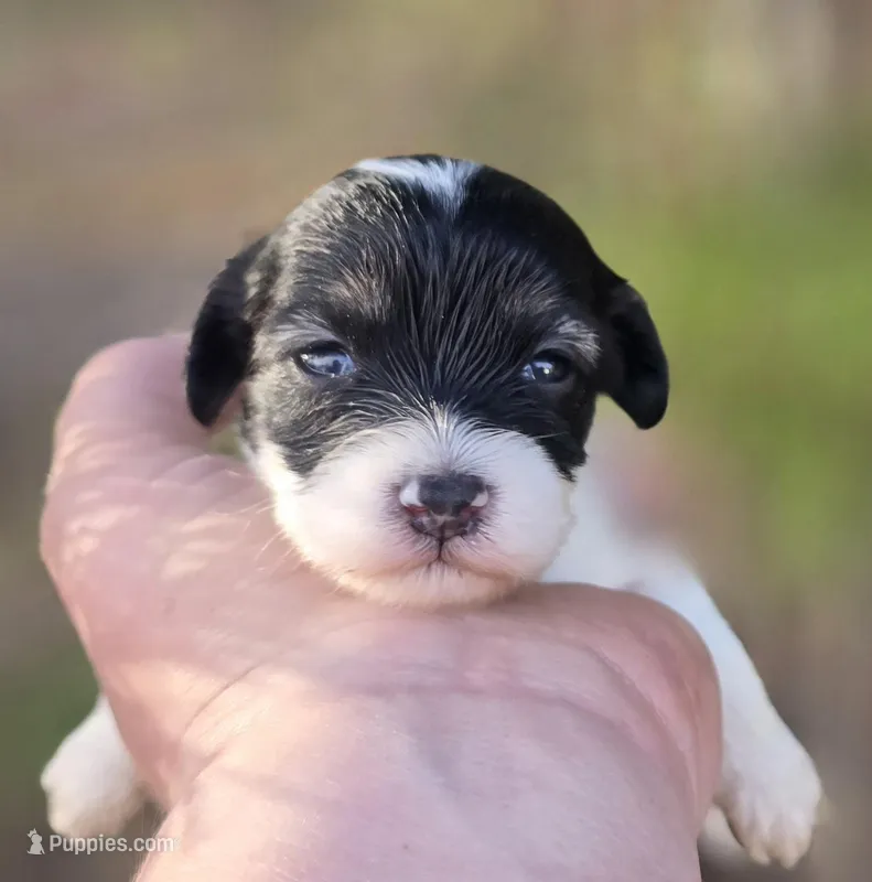 Marble – Maltipoo puppy for sale in Scottsville, VA
