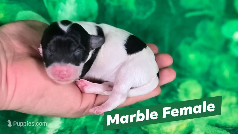 Marble – Maltipoo puppy for sale in Scottsville, VA