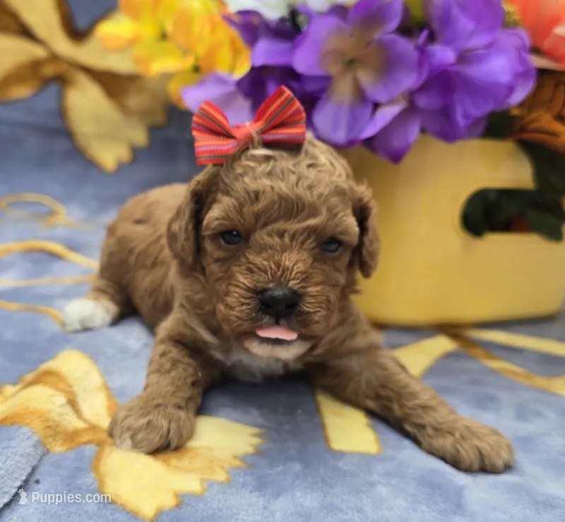Hibiscus  – Cavapoo puppy for sale in Scottsville, VA