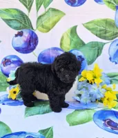 Paddy, a male Maltipoo for sale in Scottsville, VA – 2 of 6