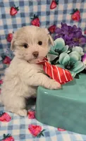 Linen, a male Maltipoo and Havapoo for sale in Scottsville, VA – 9 of 10