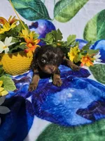 Jewls, a female Maltipoo for sale in Scottsville, VA – 5 of 9
