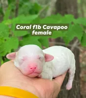 Coral, a female Cavapoo for sale in Scottsville, VA – 1 of 1