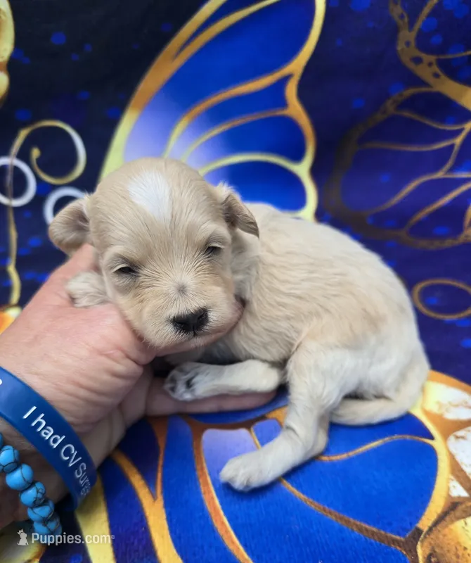 Titan – Maltipoo puppy for sale in Scottsville, VA