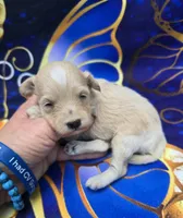 Titan, a male Maltipoo for sale in Scottsville, VA – 1 of 6