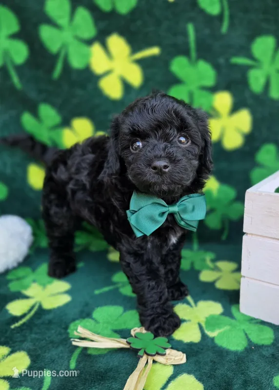 Colden – Cavapoo puppy for sale in Scottsville, VA
