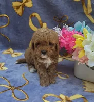 Hibiscus , a female Cavapoo for sale in Scottsville, VA – 4 of 6