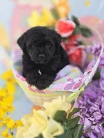 Noodle, a male Morkie for sale in Scottsville, VA – Photo 3 of 7