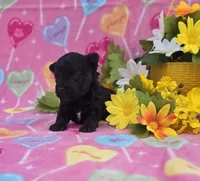 Noodle, a female Morkie for sale in Scottsville, VA – Photo 3 of 3