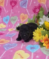 Noodle, a female Morkie for sale in Scottsville, VA – Photo 2 of 3