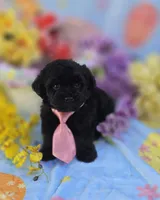 Noodle, a male Morkie for sale in Scottsville, VA – Photo 4 of 7