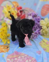 Noodle, a male Morkie for sale in Scottsville, VA – Photo 6 of 7