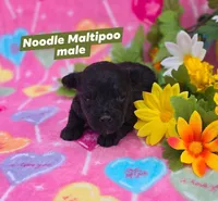 Noodle, a female Morkie for sale in Scottsville, VA – Photo 1 of 3