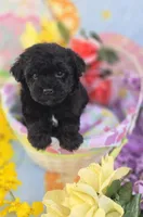 Noodle, a male Morkie for sale in Scottsville, VA – Photo 7 of 7