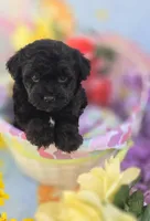 Noodle, a male Morkie for sale in Scottsville, VA – Photo 2 of 7