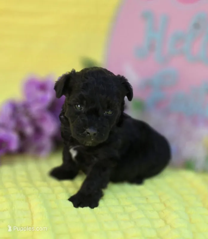 Noodle – Morkie puppy for sale in Scottsville, VA