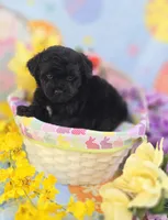 Noodle, a male Morkie for sale in Scottsville, VA – Photo 5 of 7