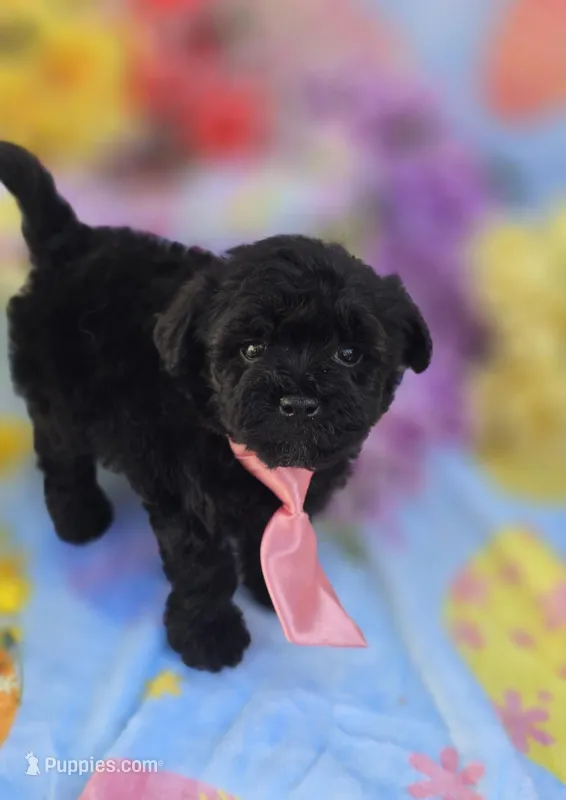 Noodle – Morkie puppy for sale in Scottsville, VA