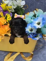 Eclair, a male Cavapoo for sale in Scottsville, VA – 4 of 4