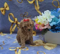 Tropical , a female Cavapoo for sale in Scottsville, VA – 3 of 6