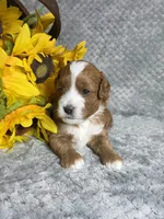 Shaggy , a male Cavapoo for sale in Scottsville, VA – 3 of 7