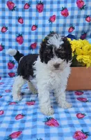 Klarity, a female Yorkipoo for sale in Scottsville, VA – 2 of 4
