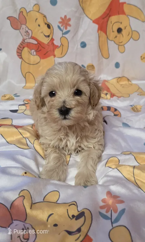 Titan – Maltipoo puppy for sale in Scottsville, VA