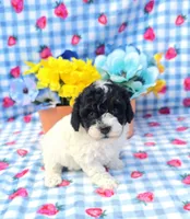 Oscar, a male Yorkipoo for sale in Scottsville, VA – 2 of 4