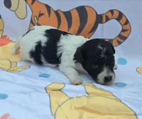 Robin, a female Maltipoo for sale in Scottsville, VA – 3 of 7