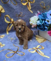Star, a female Cavapoo for sale in Scottsville, VA – 6 of 7