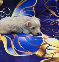 Titan, a male Maltipoo for sale in Scottsville, VA – 3 of 6