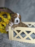 Shaggy , a male Cavapoo for sale in Scottsville, VA – 6 of 7