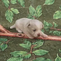 Linen, a male Maltipoo and Havapoo for sale in Scottsville, VA – 3 of 4