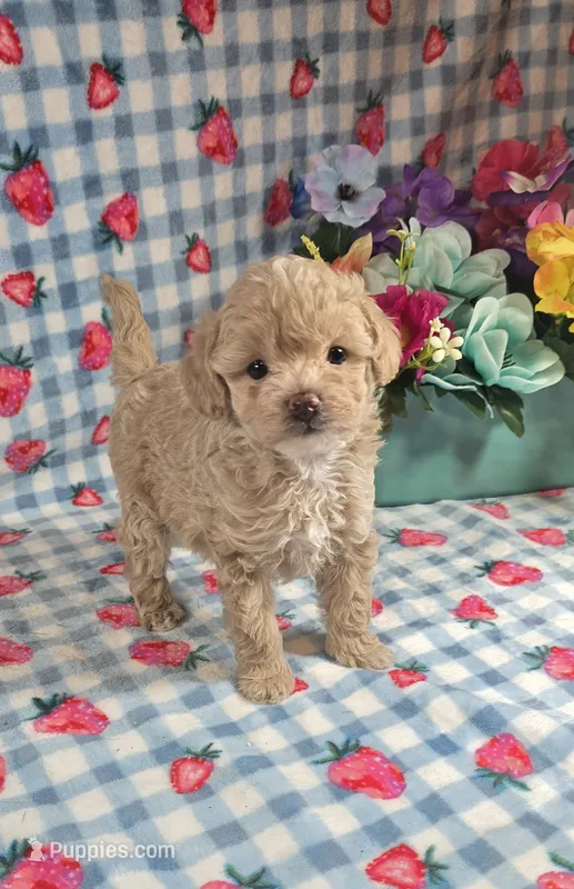 Pooh  – Maltipoo puppy for sale in Scottsville, VA