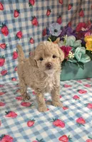 Pooh , a male Maltipoo for sale in Scottsville, VA – 1 of 5