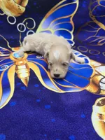 Titan, a male Maltipoo for sale in Scottsville, VA – 4 of 6