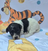Robin, a female Maltipoo for sale in Scottsville, VA – 6 of 7