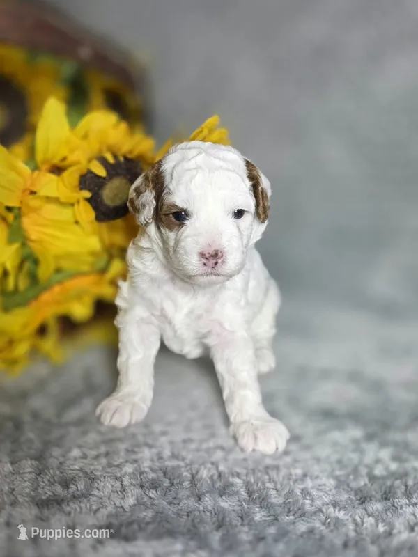 Daphne – Cavapoo puppy for sale in Scottsville, VA