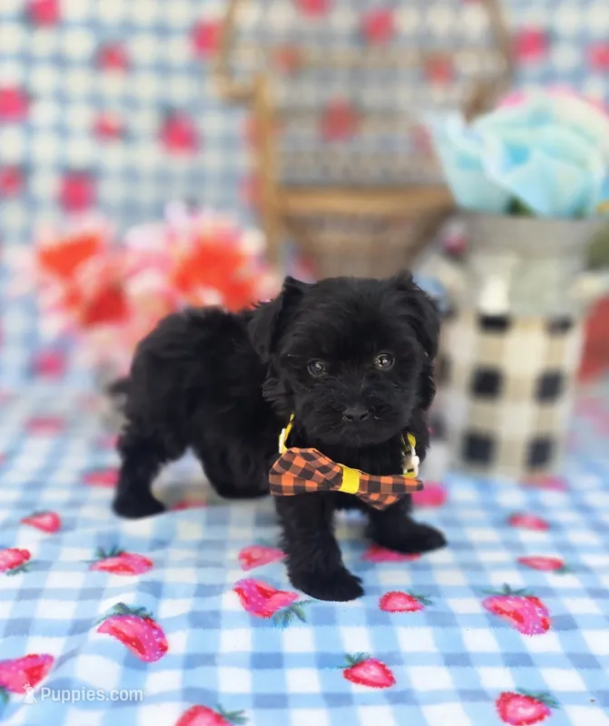 Kaymoi – Maltipoo puppy for sale in Scottsville, VA