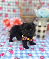 Kaymoi, a female Maltipoo for sale in Scottsville, VA – 1 of 4